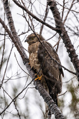 bird of prey - brown hawk sits on a tree branch and looks around