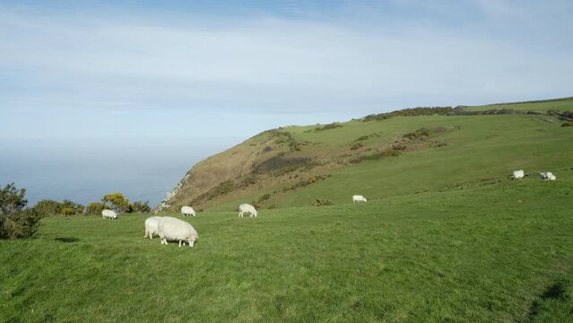 Sheep graze on green hillsides above the sea on sunny spring day