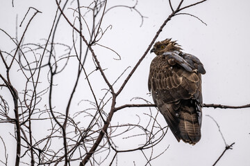 bird of prey - brown hawk sits on a tree branch and looks around