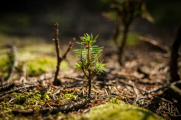 little tree