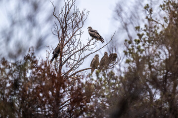 bird of prey - brown hawks sits on a tree branch and looks around