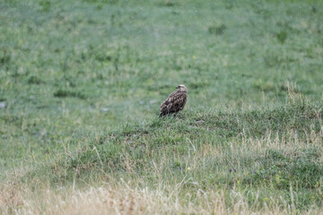 bird of prey - brown hawk sits on a green hill and looks around in search of prey