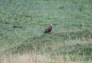 bird of prey - brown hawk sits on a green hill and looks around in search of prey