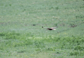 bird of prey - brown hawk sits flies above the trees looks around in search of prey