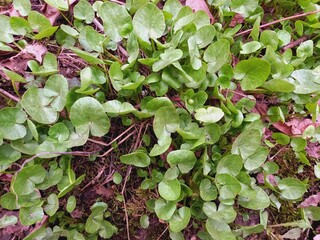 A bush of bright green grass