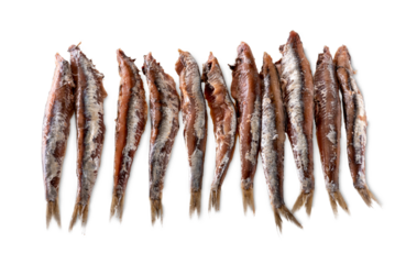 Salted anchovies isolated