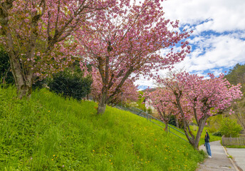 Fototapeta premium A row of cherry blossom trees in spring in italy