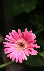 Gerbera Jamesonii Bolus ex Hook flower or gerbera in a family with daisy flowers or called daisy...