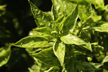 Capsicum Frutescens L or commonly known as cayenne pepper is a woody plant comes from America precisely in Peru with a main stem length ranging from 20-28 cm and a stem diameter of 1.5-2.5 cm.