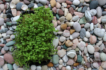 Bunch Of Microgreens In A Plastic Rectangular Container On A Smooth Stones Stock Photo Background
