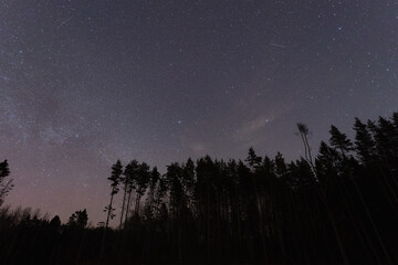 Night landscape of the forest and the starry sky.