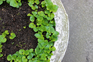 Outdoor Flower Vase With Young Grass Sprouts On Asphalt Top View 
