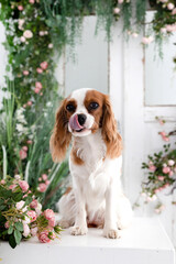 dog breed cocker spaniel with a flowers