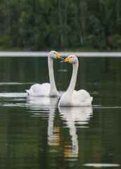 swans on the lake