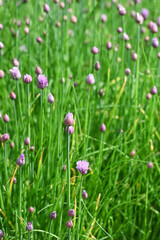 jardin herbe nature culture environnement bio fleur ciboulette