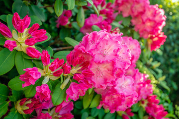 Closeup of red buds and flowers of Rhododendron shrub. The photo is taken in the spring season.