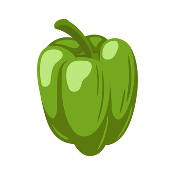 Sweet green bell pepper isolated on white background. Bell pepper in Cartoon style. Vector illustration