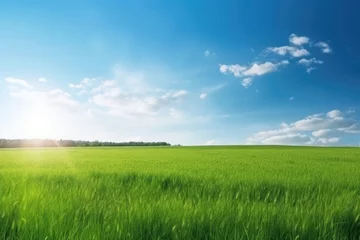 Fotobehang Beautiful panoramic natural landscape of a green field with grass against a blue sky with sun. Spring summer blurred background. © Kateryna