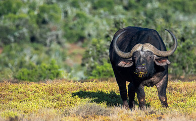 Grazing African Savanna Buffalo. An African Savanna Buffalo pauses whilst grazing in the Addo...