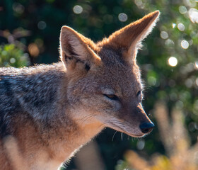 Searching for his next meal. A close up of a black-backed male jackal (Canis mesomelas) searching in the veld of the Addo Elephant National Park for his next meal.
