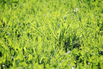 Green motley grass texture