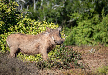 Common Warthog boar. A warthog boar pauses to investigate in the Addo Elephant National Park.