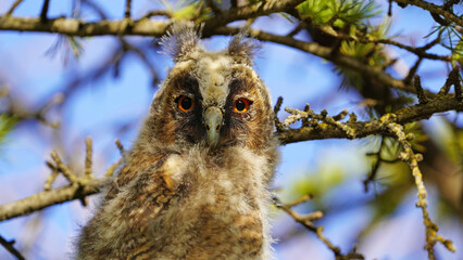 baby owl on branch look to me