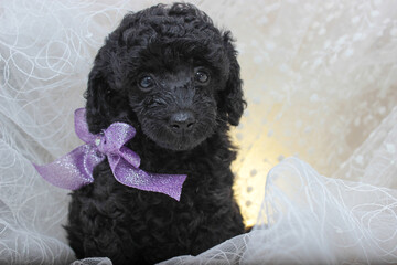 Black cute Toy poodle puppy with a bow on a white background
