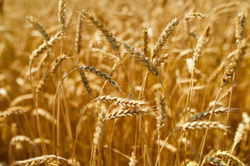 Close up wheat harvest, wheat field  background in the sun day, summer, agriculture..