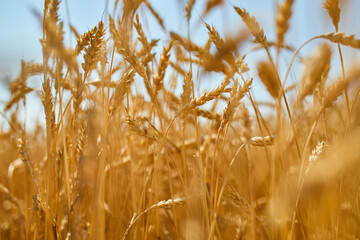 Fototapeta premium Wheat harvest, wheat field on the background of blue sky in the sun day, summer, agriculture.