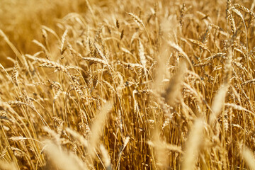Close up wheat harvest, wheat field  background in the sun day, summer, agriculture..
