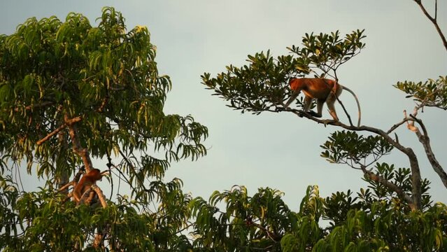 Wild Proboscis Monkey or Big Nose climbing a tree
