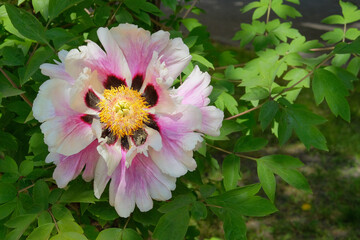 Paeonia suffruticosa is growing in the greenhouse. White plant. Cultivated for its showy flowers.