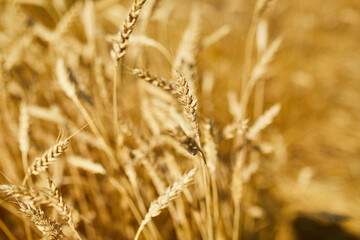 Close up wheat harvest, wheat field  background in the sun day, summer, agriculture..