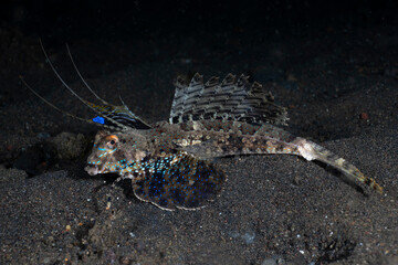 Tropical fish - Fingered Dragonet -Dactylopus dactylopus on the seabed at night. Sea life of Bali, Indonesia.
