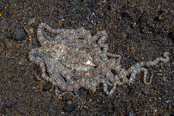 Longarm Octopus on the seafloor. Underwater life of Tulamben, Bali, Indonesia. 