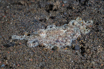 Longarm Octopus on the seafloor. Underwater life of Tulamben, Bali, Indonesia. 