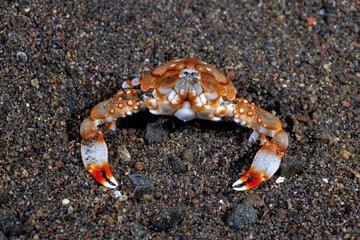 A rare Purse crab - Pebble Crab - Leucosia anatum on the seabed at night. Underwater macro life of Tulamben, Bali, Indonesia.