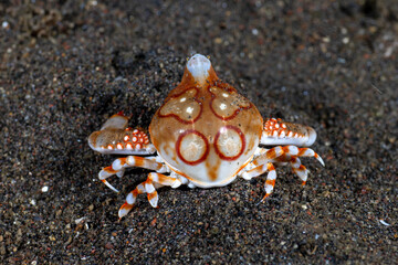 A rare Purse crab - Pebble Crab - Leucosia anatum on the seabed at night. Underwater macro life of Tulamben, Bali, Indonesia.
