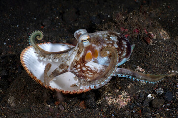 Coconut Octopus - Amphioctopus marginatus in a shell. Underwater night life of Tulamben, Bali, Indonesia.
