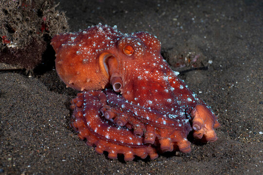 Incredible Underwater World - Starry night octopus - Callistoctopus luteus. Diving and underwater photography. Tulamben, Bali, Indonesia.