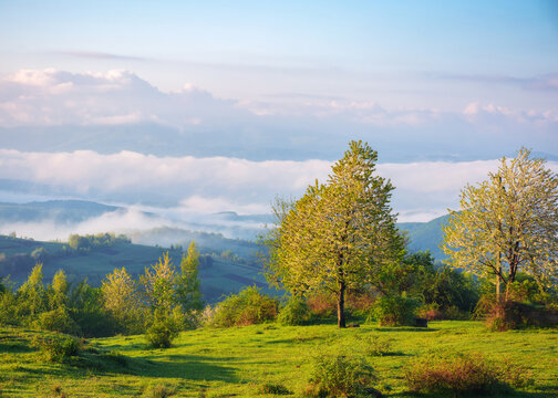 tree on the hillside meadow on a foggy morning. beautiful nature scenery of carpathian mountains in spring