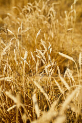 Close up wheat harvest, wheat field  background in the sun day, summer, agriculture..