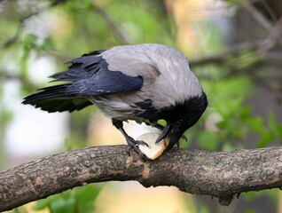 A crow sits on a tree branch and pecks a piece of bread