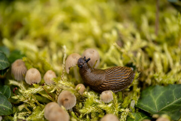 Wegschnecke 
