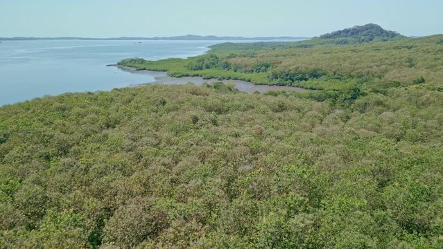 Aerial Mangrove forest ecosystem, Chiriqui gulf, Panama, Central America - stock video