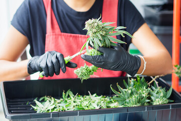 Marijuana leaf trimming. A worker cuts fresh cannabis flower buds with scissors