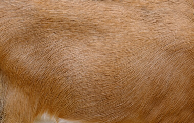 close-up of animal brown skin, goat, cows, deer, background of lighter base color, mammal,...