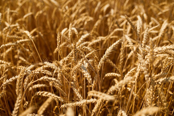 Close up wheat harvest, wheat field  background in the sun day, summer, agriculture..