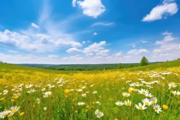 Foto auf Leinwand Beautiful spring landscape with meadow yellow flowers and daisies against the blue sky. Natural summer panorama © Kateryna